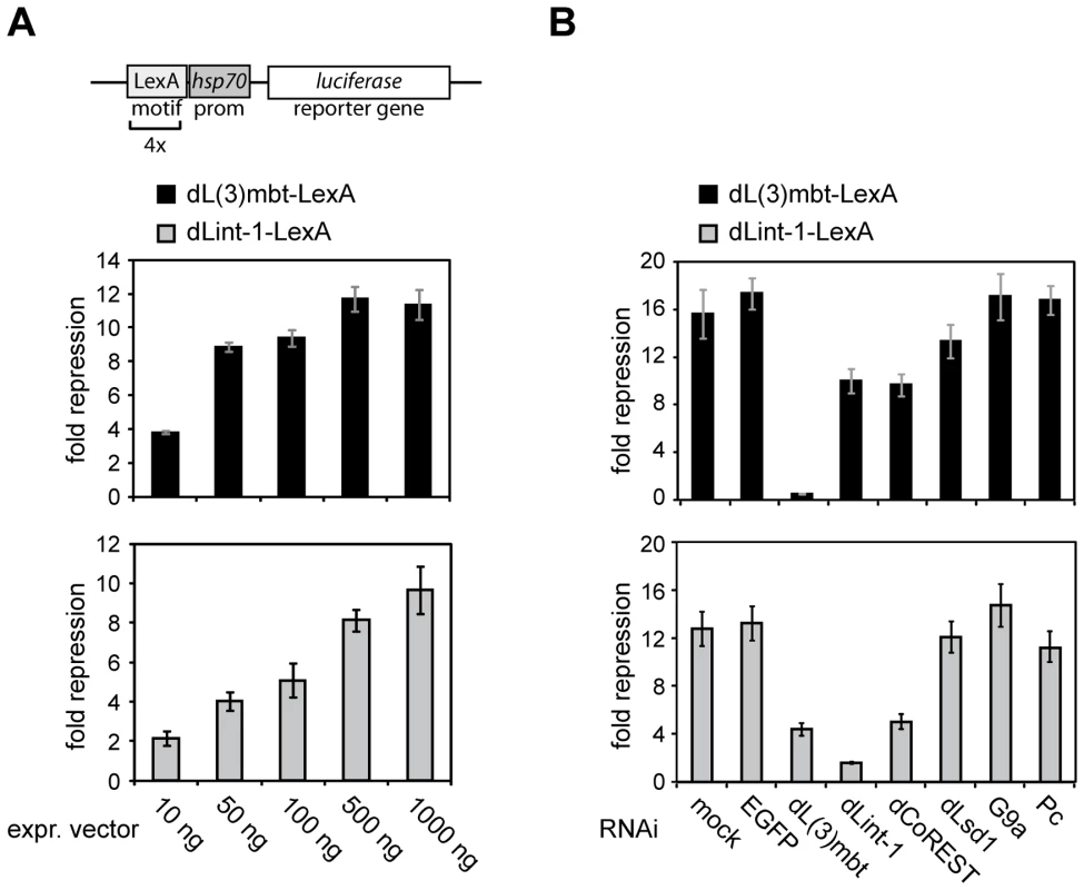 Promoter recruitment of LINT subunits results in transcriptional repression.