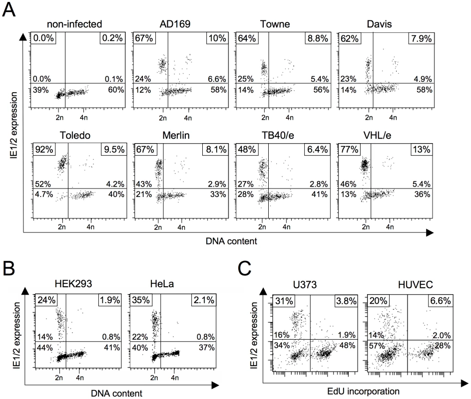 Block of HCMV major immediate early (MIE) gene expression in S/G2 is neither virus strain nor cell type-dependent.
