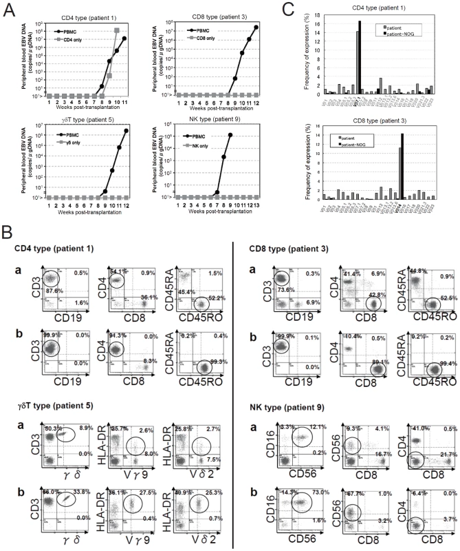 Engraftment of EBV-infected T or NK cells in NOG mice following transplantation with PBMC of patients with CAEBV.
