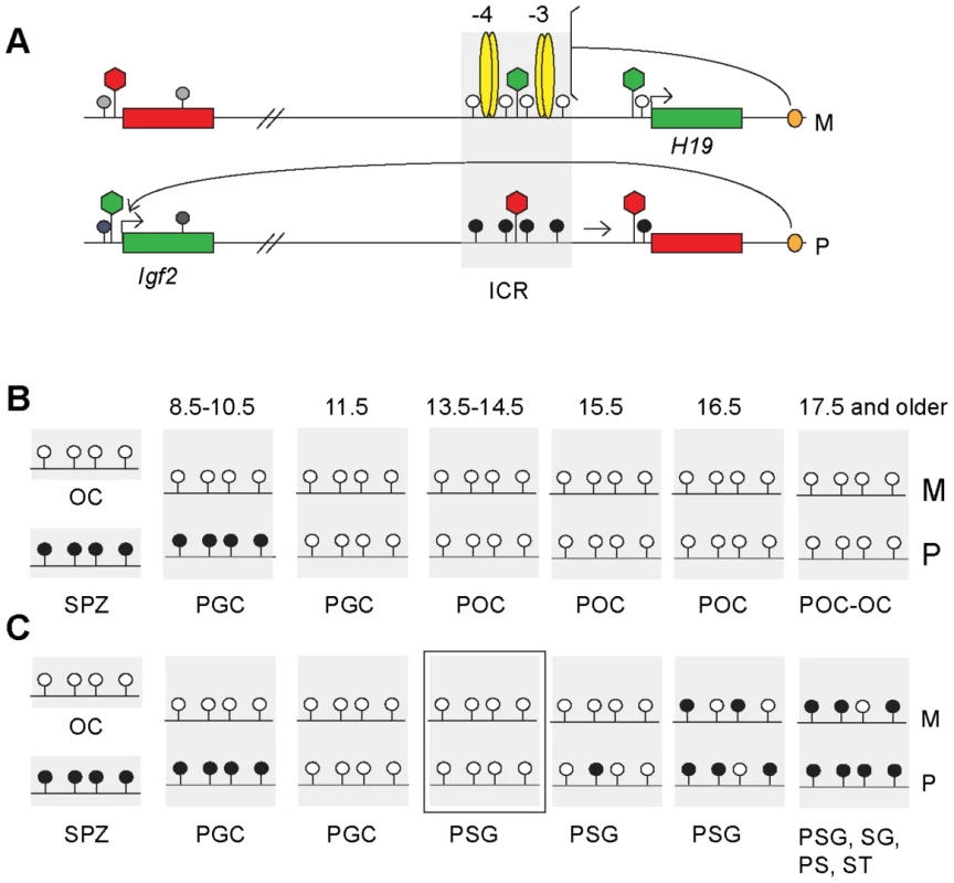 The imprint cycle at the <i>H19/Igf2</i> ICR.