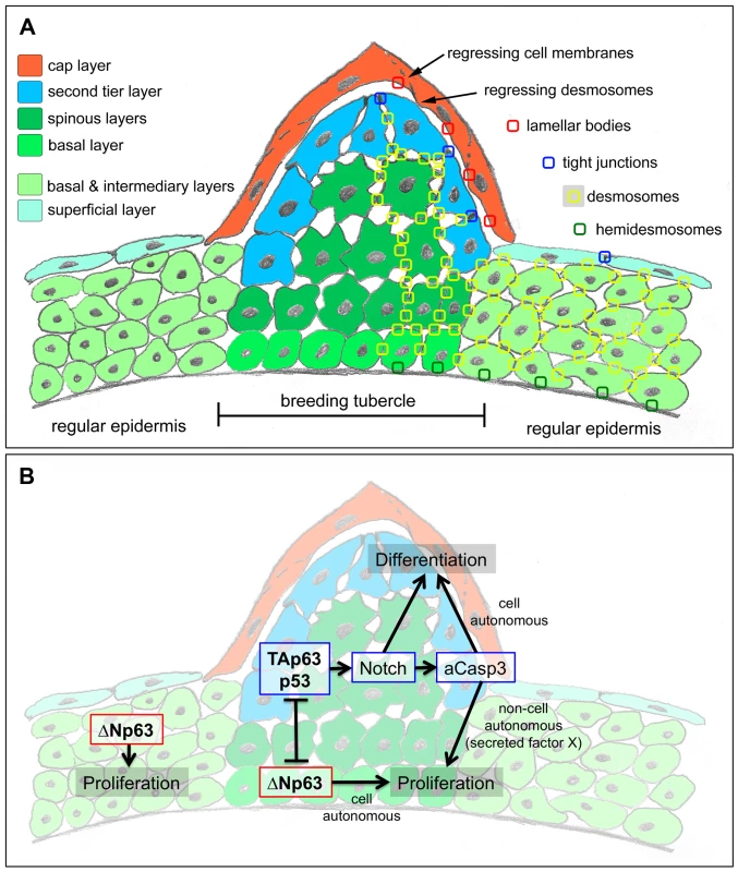 Schematics of breeding tubercle organization and regulation.