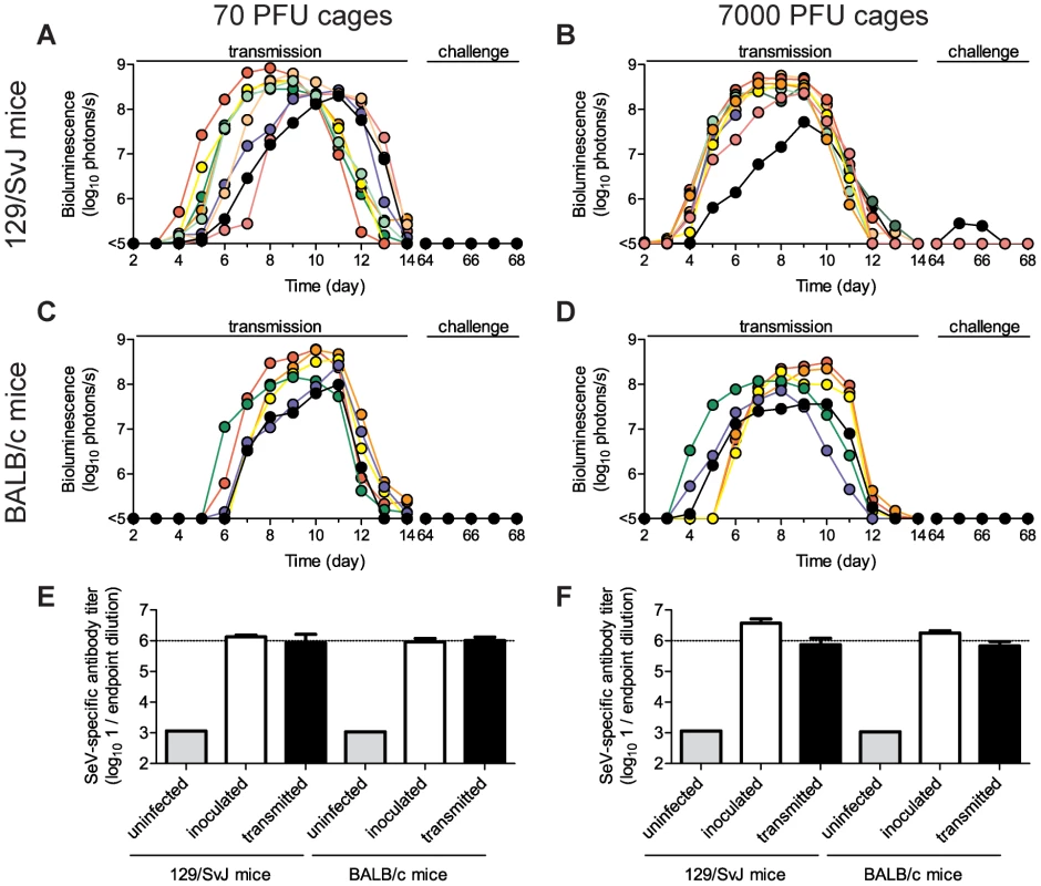 Sendai virus infection and immune response after contact transmission.