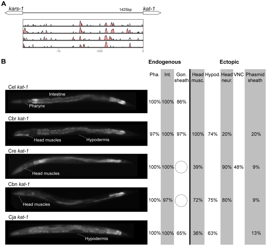 Functional conservation and divergence of <i>kat-1</i> regulation.