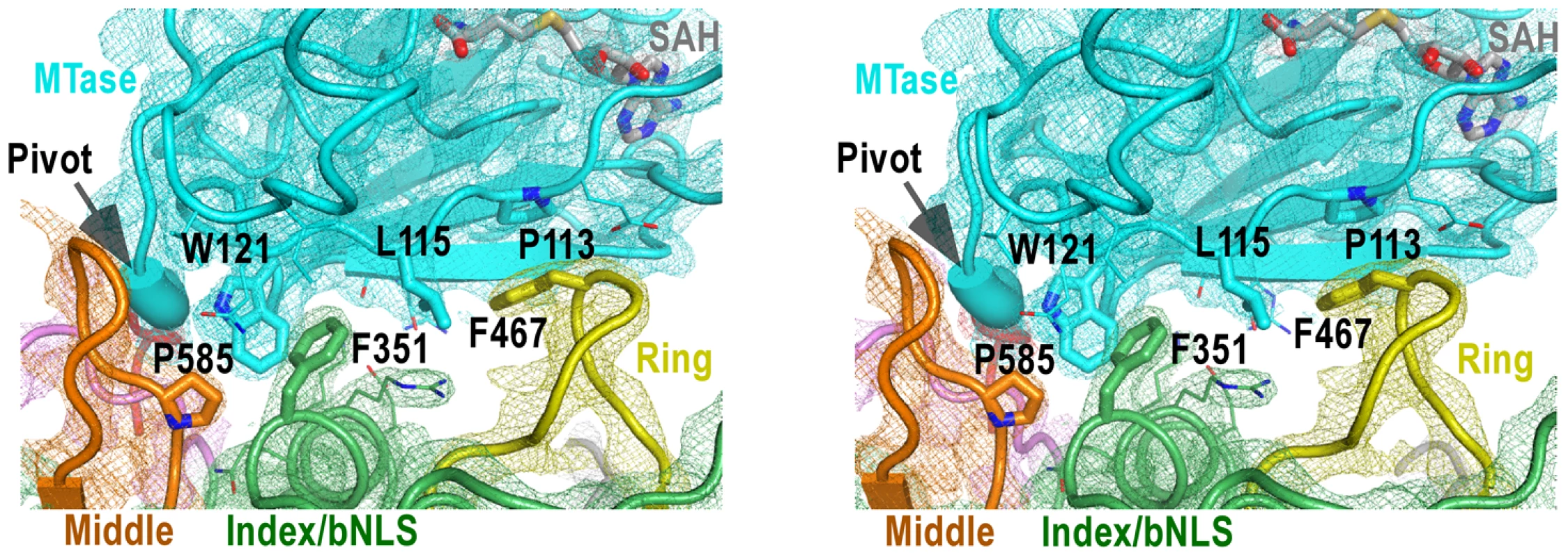The MTase-RdRP interface.
