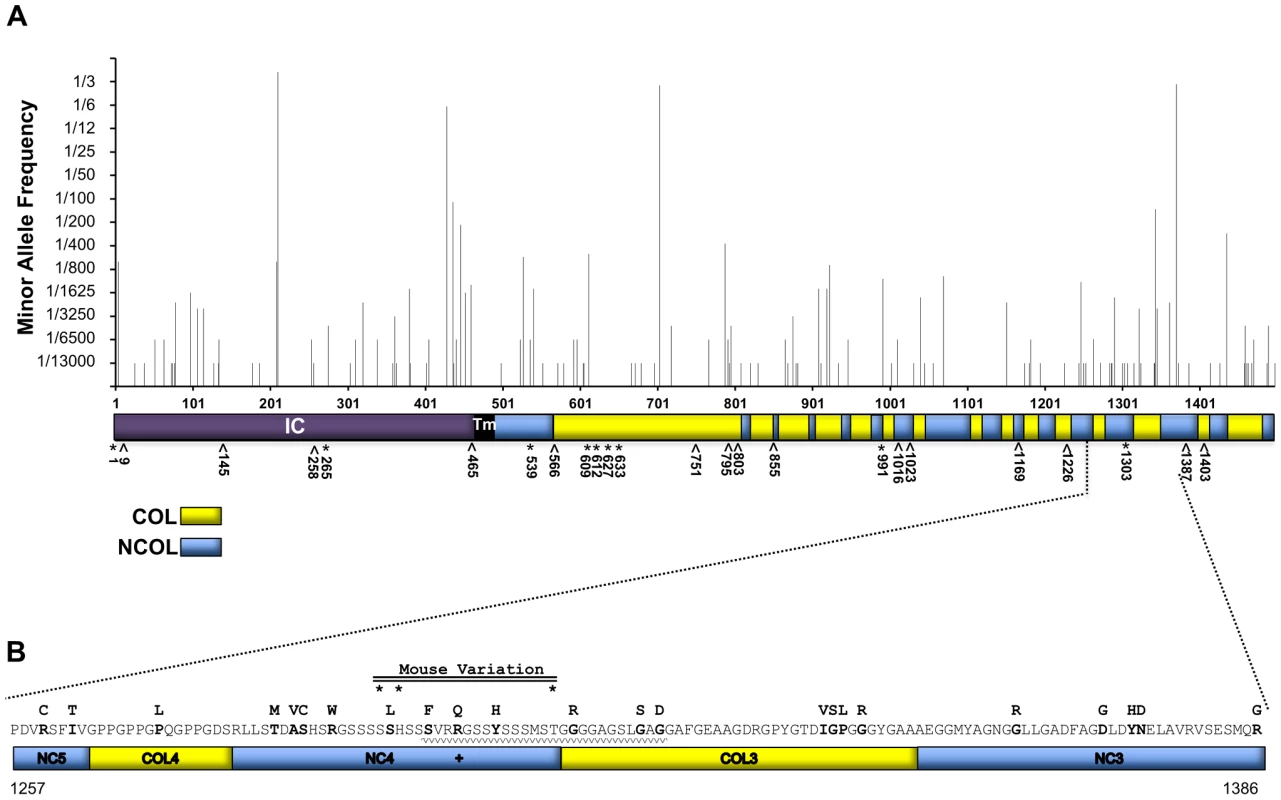 AA variation of human collagen XVII in a non-EB diagnosed human population in comparison with known JEB causing variants.