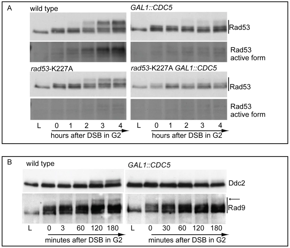 Overproduction of Cdc5 overrides Mec1 checkpoint signaling.