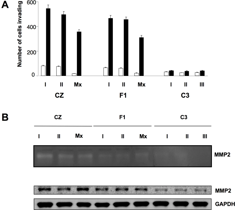 Metastatic tumor cells invade Matrigel via an MMP-2-mediated pathway.