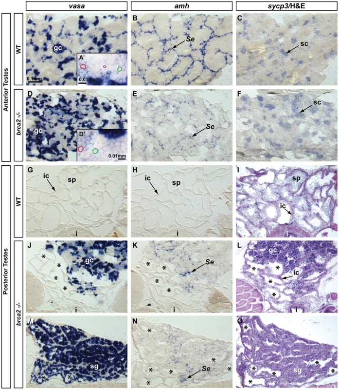 Altered Sertoli cell distribution, proliferation of spermatogonia, and accumulation of recombination-phase spermatocytes in <i>brca2</i> mutant testes.
