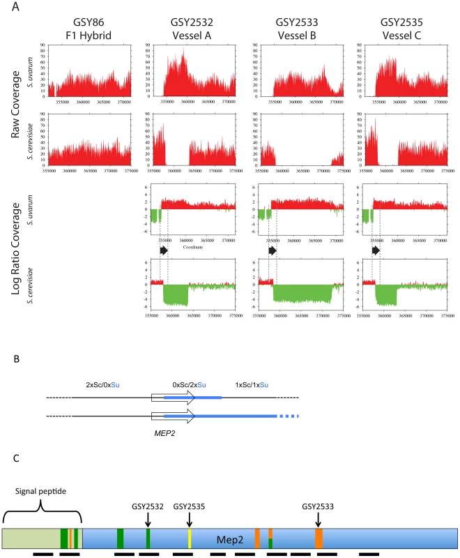 Further analysis of <i>MEP2</i> gene fusion rearrangements.