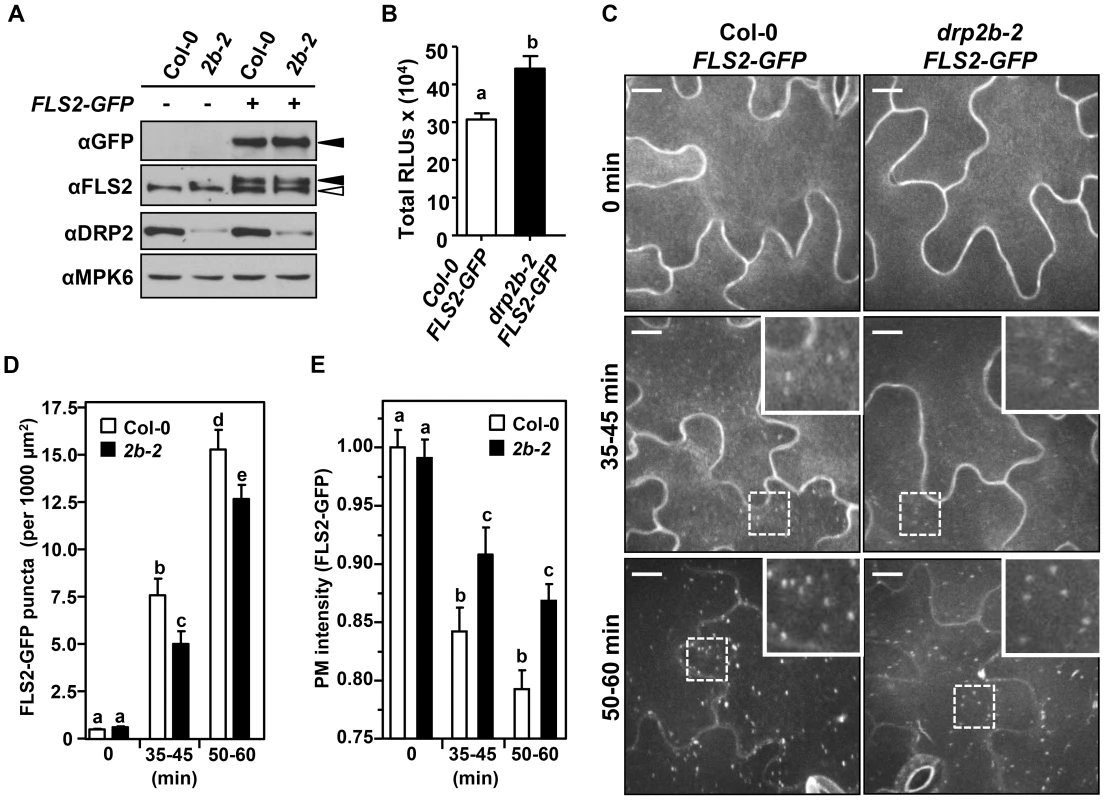 DRP2B is partially required for flg22-induced endocytosis of FLS2.