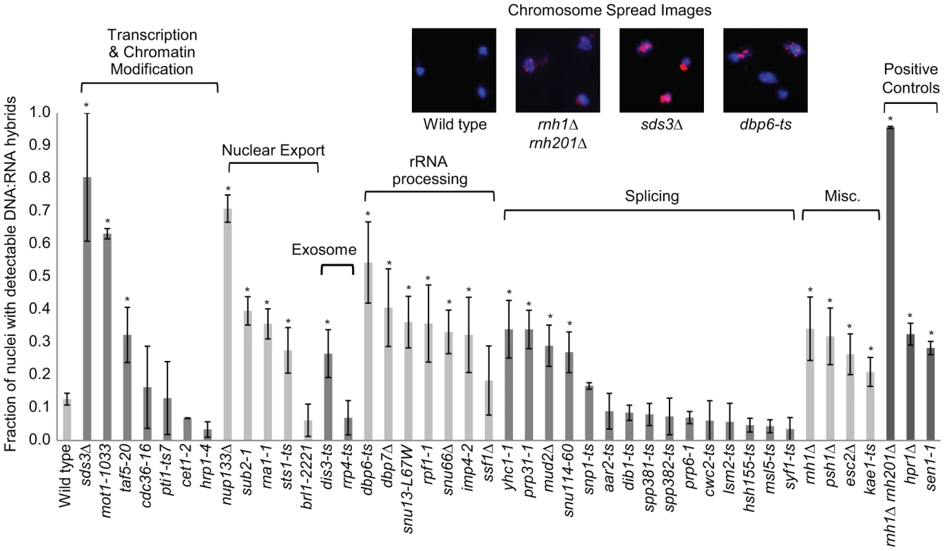 DNA:RNA hybrid cytological screen revealed high DNA:RNA hybrid levels in RNA processing and chromatin modification mutants.