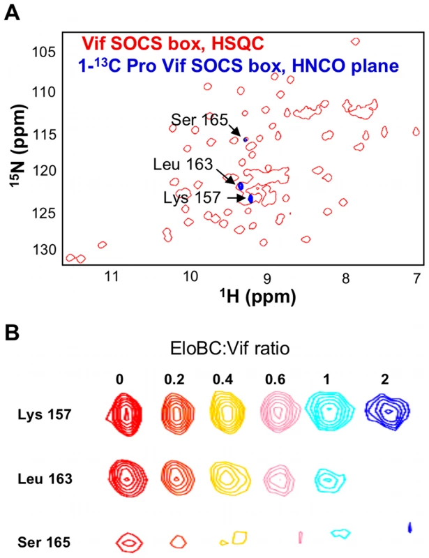 Proline labelling of the Vif SOCS-box protein.