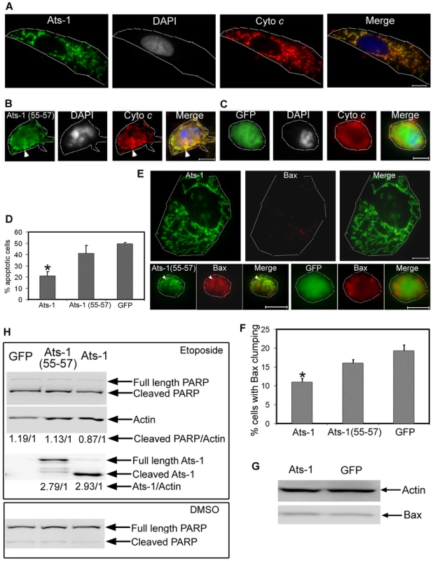 Ats-1 inhibits etoposide-induced apoptosis.