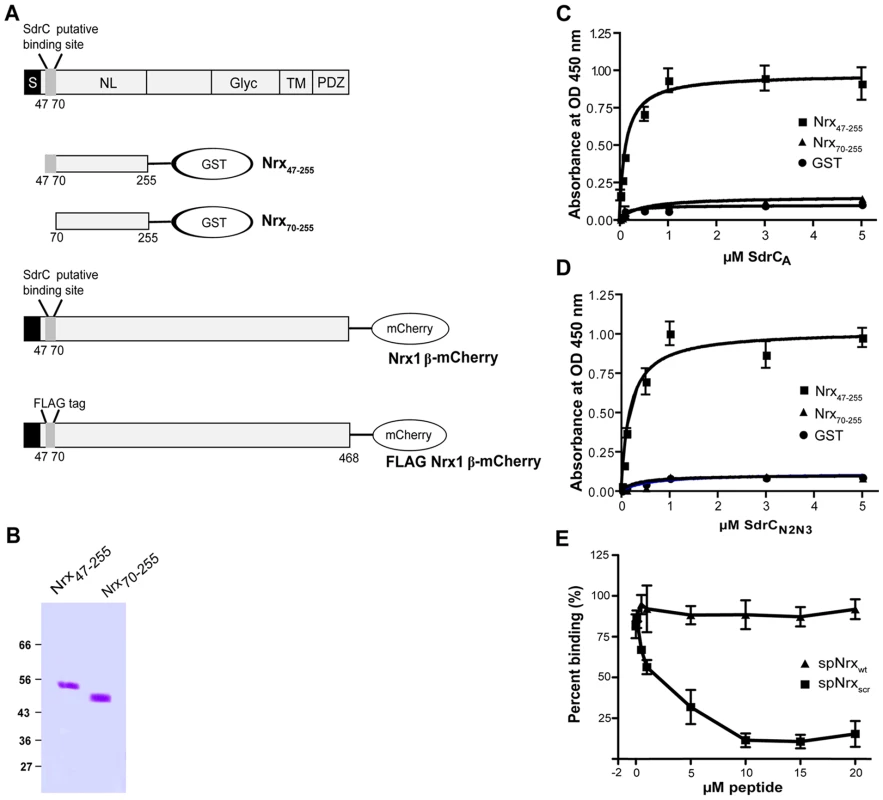 Structural organization of β-neurexins.