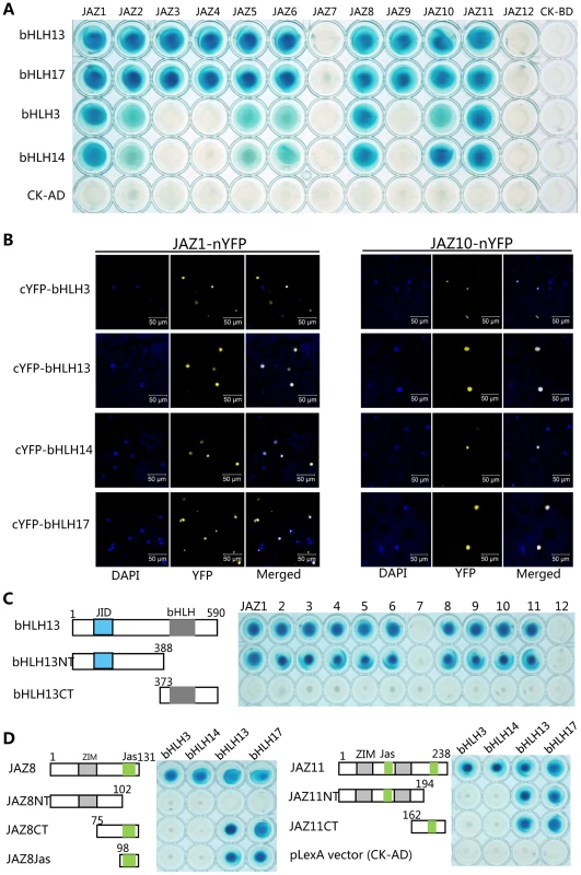 JAZ proteins interact with bHLH3, bHLH13, bHLH14 and bHLH17.