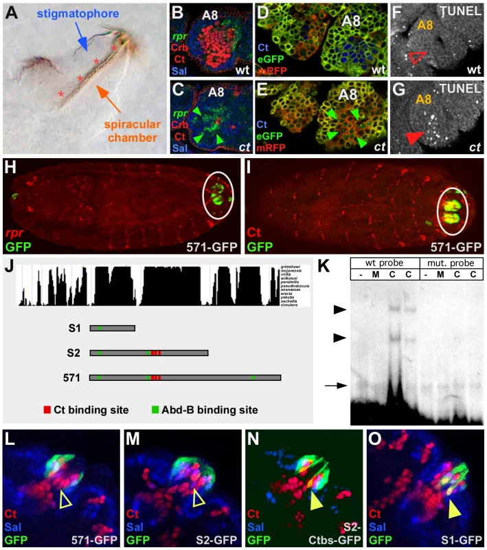 Cut directly represses <i>rpr</i> and apoptosis in the PS primordium.