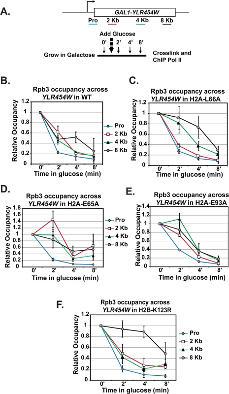 Transcription elongation is affected by substitutions in the nucleosome acidic patch.