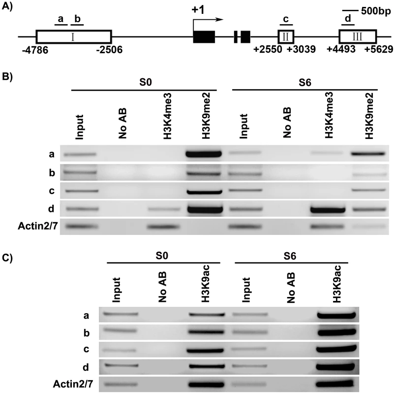 ChIP assays of calli of wild type on SIM at the <i>WUS</i> locus.