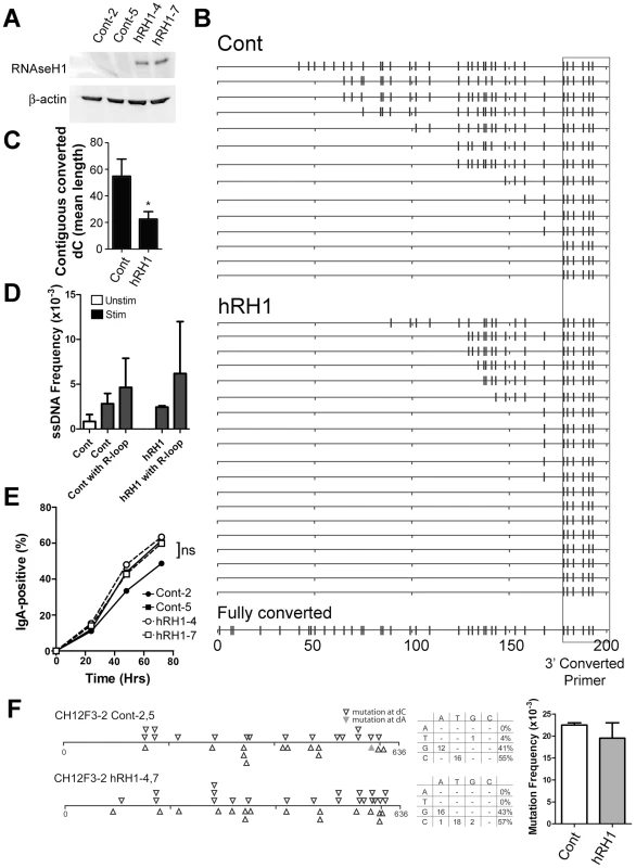 R-Loop Formation, ssDNA Patches and Switching to IgA in WT and RNaseH1-Expressing CH12F3-2 Cells.