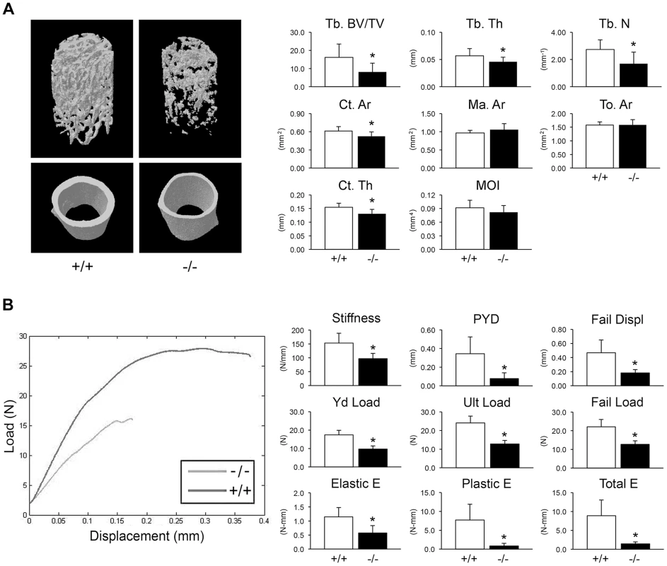 Whole bone structural and mechanical properties.