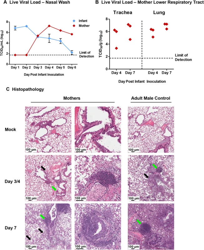 Transmission of H1N1 influenza from infants to mother ferrets causes upper and lower respiratory tract infection with significant pathology.