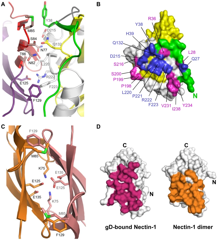 The gD/Nectin-1 and Nectin-1/Nectin-1 interfaces.