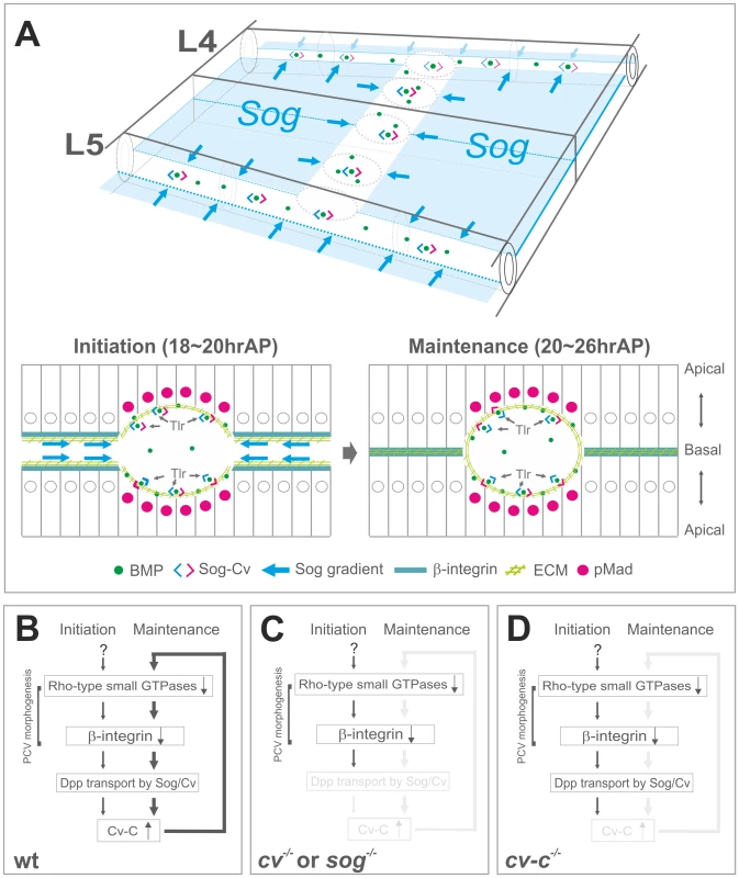A model of coupling of BMP transport and PCV morphogenesis.
