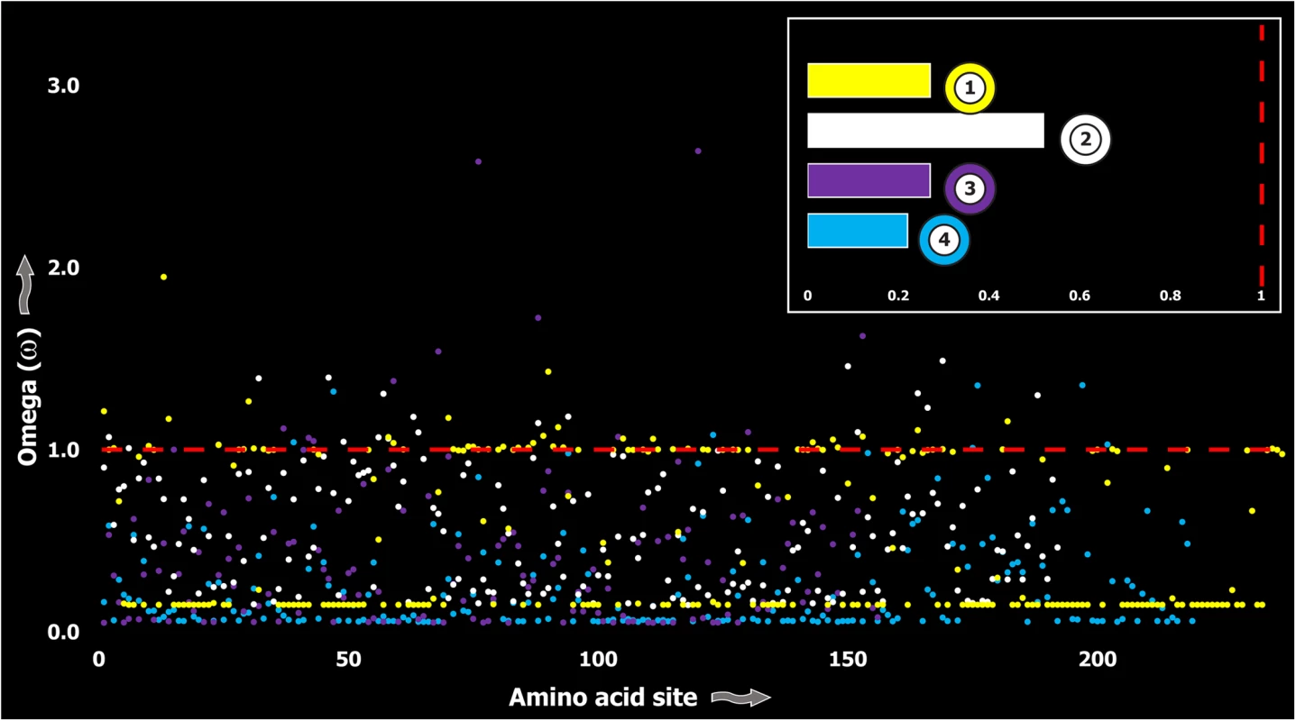 Molecular evolution of venom in coleoids.