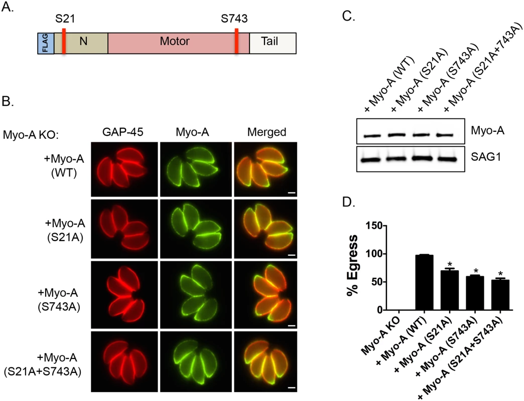 Phosphorylatable serines 21 and 743 of TgMyoA are important for iiEgress of <i>Toxoplasma</i> tachyzoites.