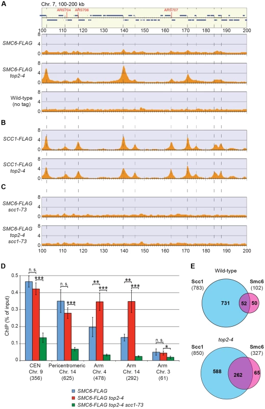 Smc5/6 accumulates on chromosomes after Top2 inhibition, and co-localizes with cohesin in both wild-type and <i>top2-4</i> cells.