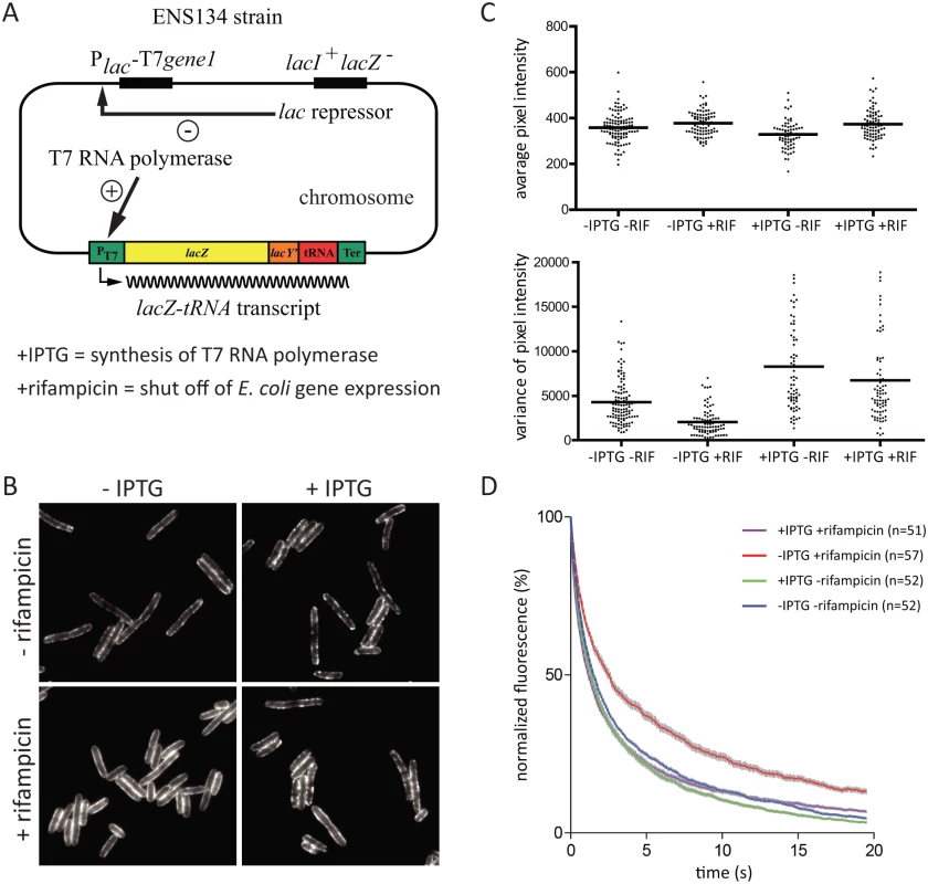 The effect rifampicin on the distribution and diffusion of RNase E is due to the absence of RNA substrate.