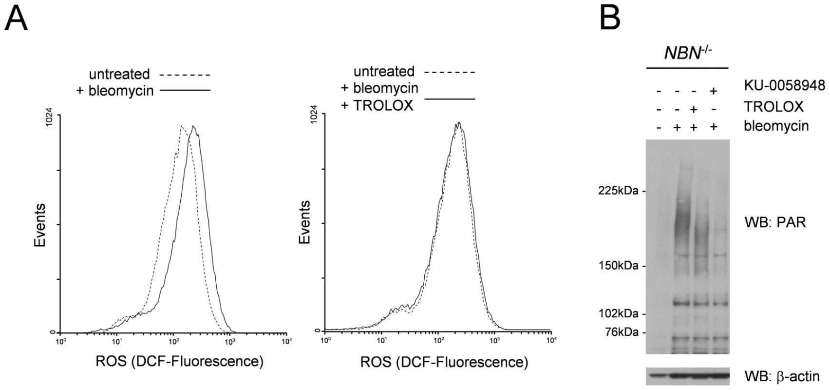 ROS levels in NBS patient fibroblasts after DNA damage are reduced by antioxidant scavengers but PARP remains hyperactivated.