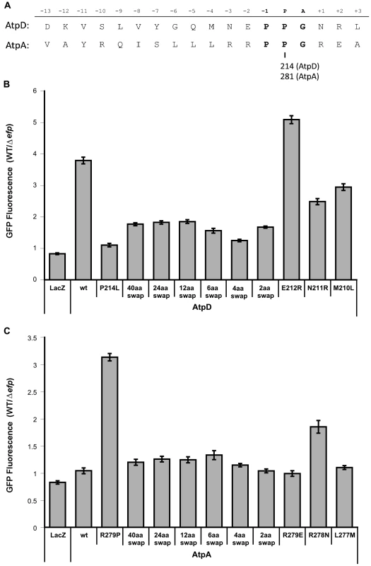Effect of upstream residues on the EF-P dependence of AtpD and AtpA synthesis.