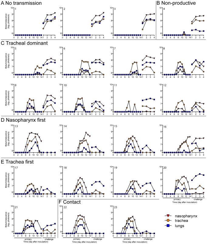 Primary infection and secondary reinfection in individual mice after airborne transmission across a 7.6-cm separation.