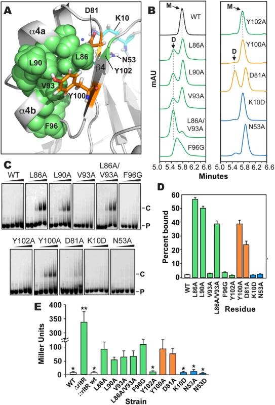 Analysis of RitR mutations.