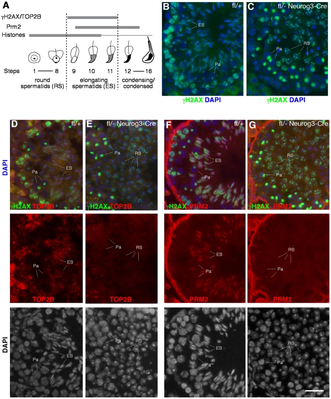 Massive DNA damage in piRNA-deficient round spermatids.