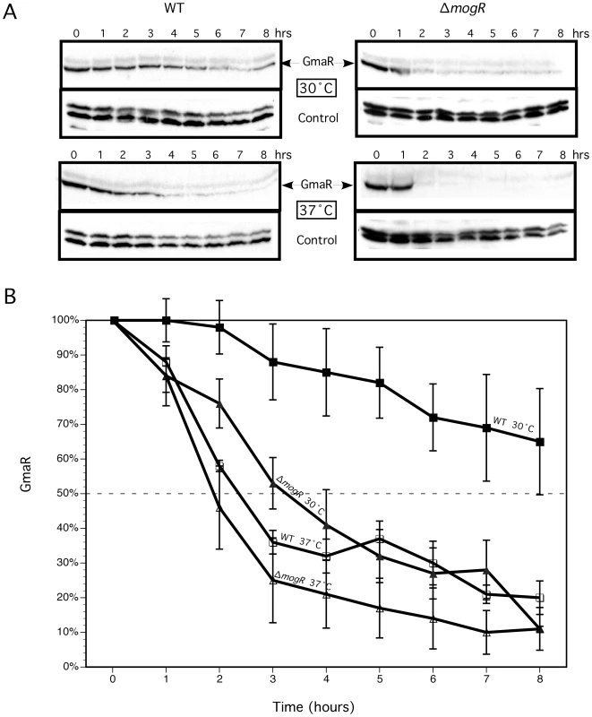 GmaR protein is degraded at 37°C and in the absence of MogR.