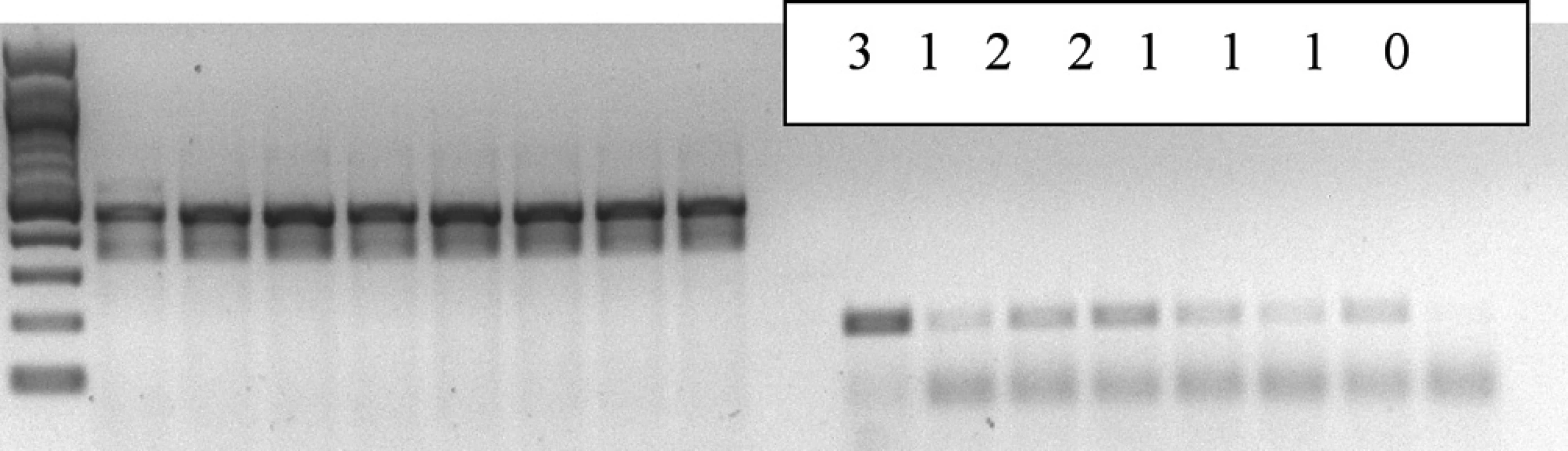 Semikvantitatívne hodnotenie vzoriek na základe expresie mRNA aromatázy na 2% gélovom agare: 0- žiadna expresia, 1- slabá expresia, 2 - stredná expresia, 3 - silná expresia