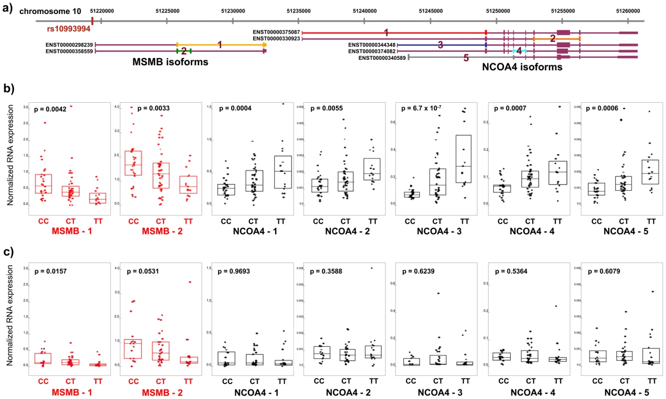 RNA expression of <i>MSMB</i> and <i>NCOA4</i> in normal and tumor prostate tissue by rs10994994 genotype.