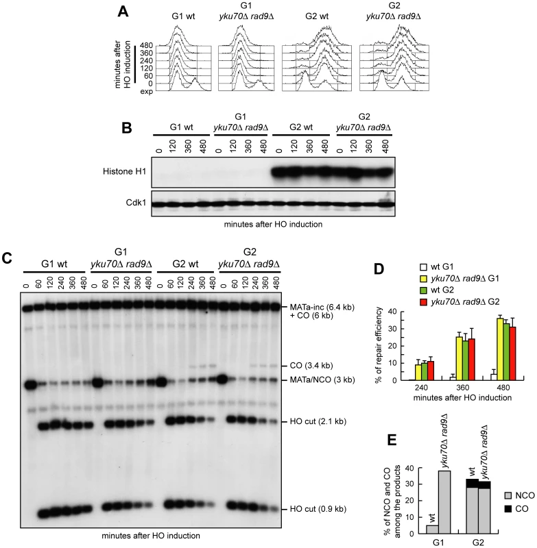 Generation of ssDNA does not bypass Cdk1 requirement for crossover recombination.