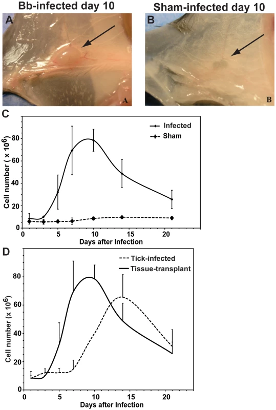 Infection with host-adapted <i>B. burgdorferi</i> induces lymphadenopathy near the site of infection.