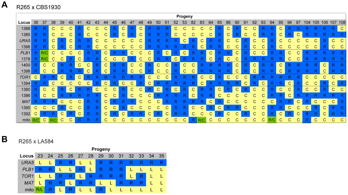 Molecular characterisation of progeny from ingroup crosses.