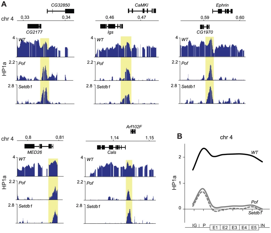HP1a binds independently of POF and Setdb1 to promoters.