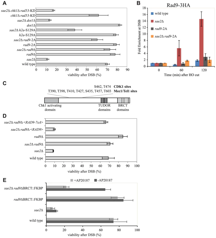 Rad9 oligomers affect cell viability following a DSB, in the absence of Sae2, mainly through the interaction with Dpb11.