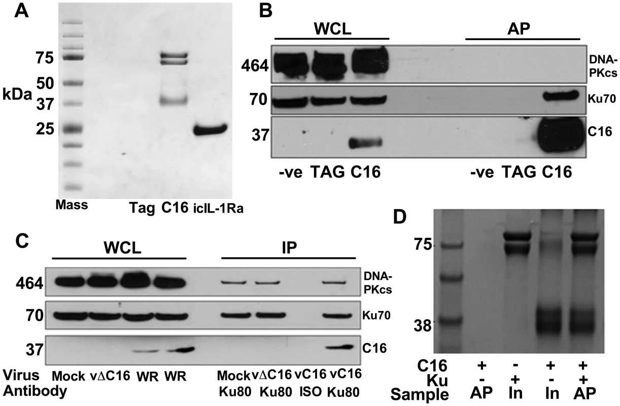 C16 interacts with the Ku heterodimer.