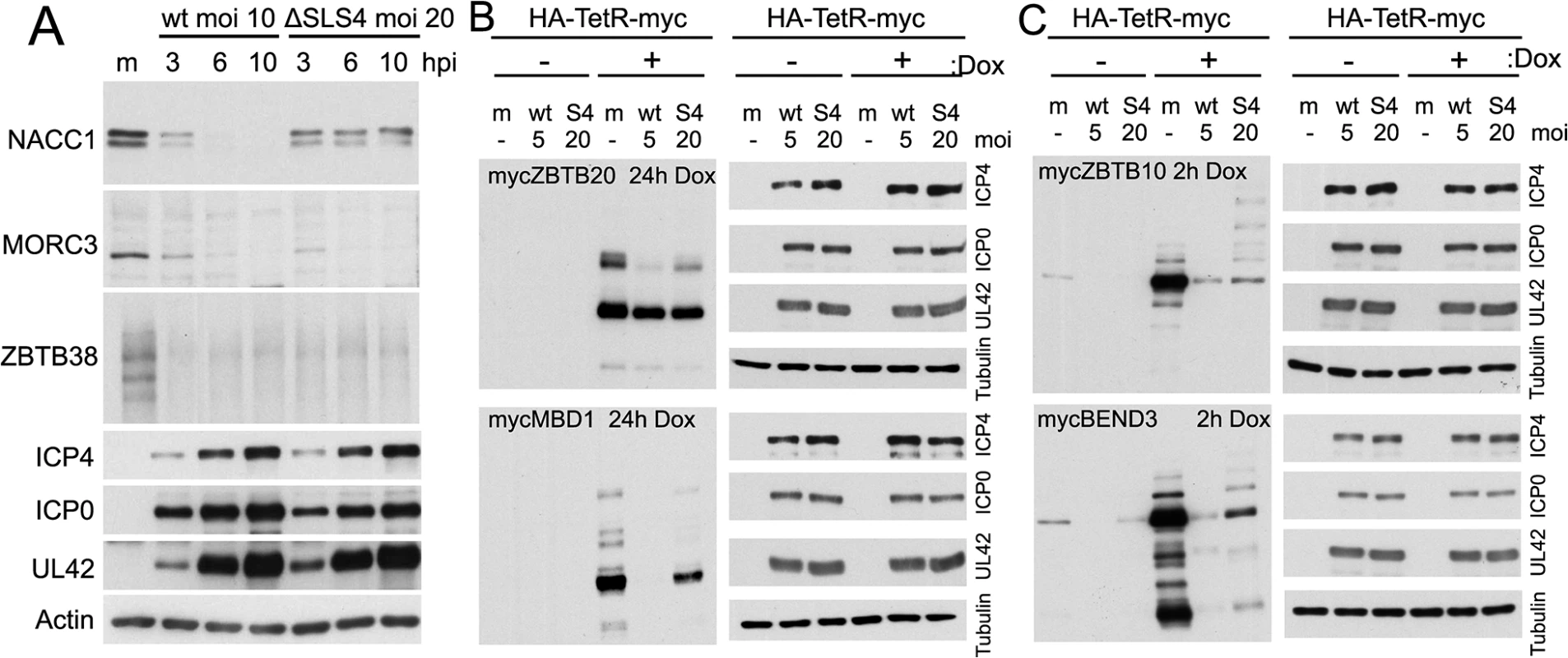 Influence of a SUMO interaction motif within ICP0 on the stability of selected proteins during HSV-1 infection.