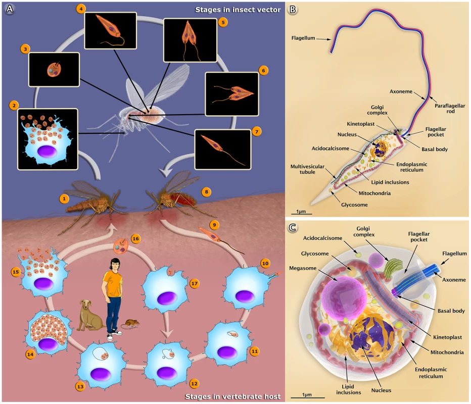 The life cycle of <i>Leishmania amazonensis</i> (A), and structural organization of the promastigote (B) and amastigote (C) forms.