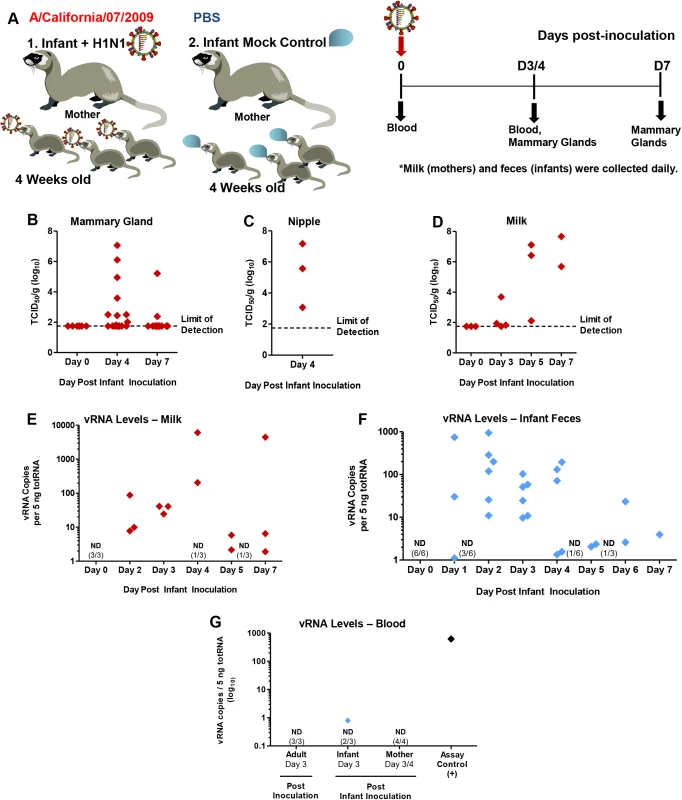 Virus replication and pathology in mammary glands of mothers nursing 2009 H1N1-infected infants.