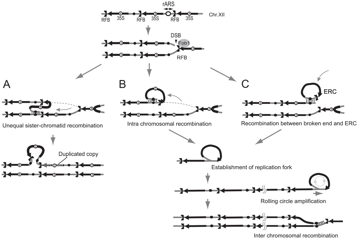 Three models of rDNA amplification.