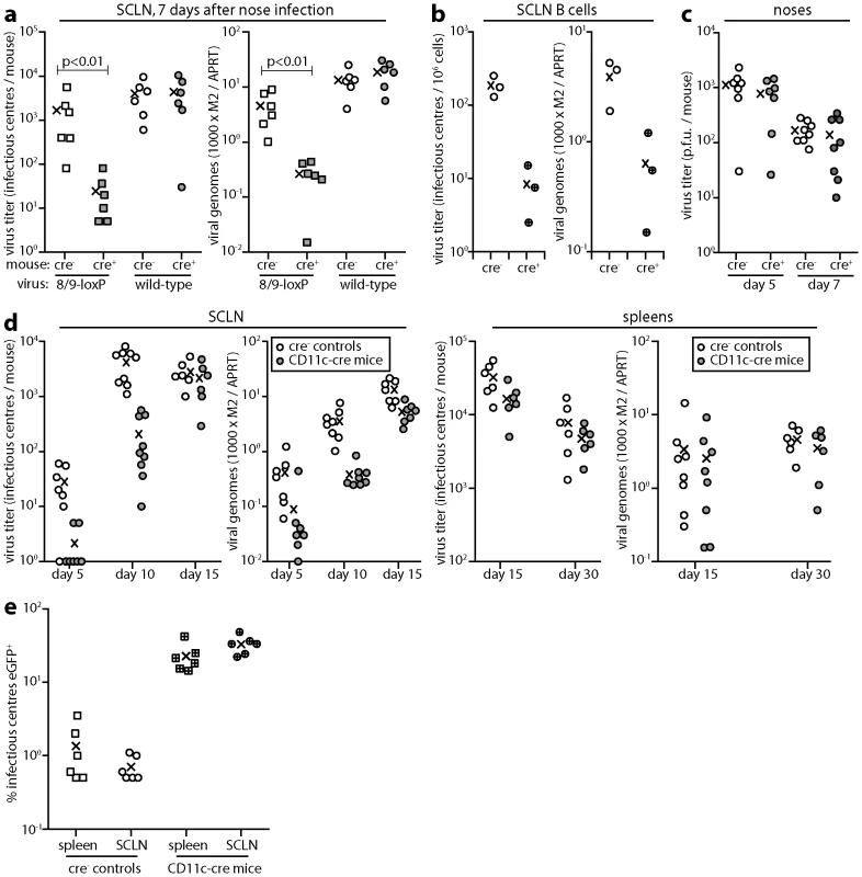 Colonization of CD11c-cre mice by 8/9-loxP MuHV-4. a.